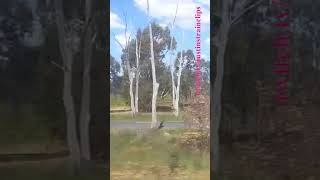 VLINE Albury NSW To Southern Cross 101024 vline shorts shortvideo train travel views [upl. by Schreib]