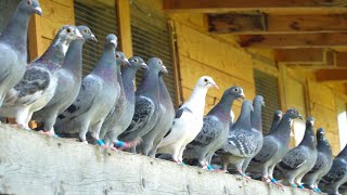 A Day in the Life of Young Racing Pigeons [upl. by Meri543]