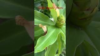 Costus Spiralis flowers common name is Spiral Ginger nature [upl. by Erastus]