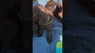 Mini Labradoodle puppies for sale [upl. by Bobbette261]