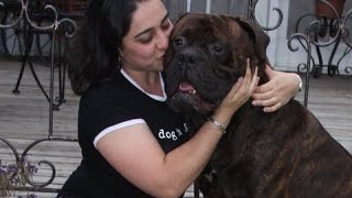 TWO BULLMASTIFF ONE HEARTWARMING STORY [upl. by Aneryc476]