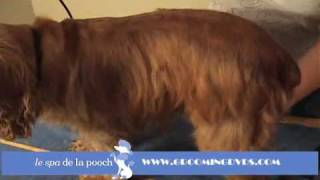 How to Groom A Cocker SpanielTrim with Andis Clippers [upl. by Ydisac]