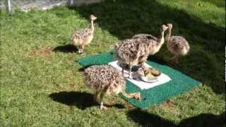 Baby Ostrich Chicks [upl. by Dian]