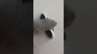 Insta  pantouflelapinf 😎🕺bunny lapins rabbit pantoufle chaussette cute funny dance [upl. by Madonna]