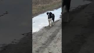 Border collie vs Dalamtian dog patientdalmatiandog bordercollie 2024short rural patience [upl. by Nolan566]