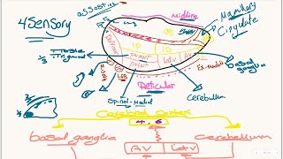 DIENCEPHALON  THALAMUS [upl. by Macdonald687]