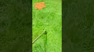 OVERGROWN lawns are SATISFYING to clean up  mowing lawns for free [upl. by Pufahl440]