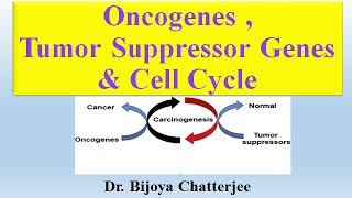 Oncogenes Tumor Suppressor Genes and Cell Cycle [upl. by Enilrahc677]