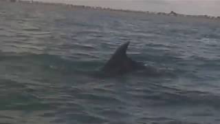 Wild Dolphins Close up  Hengistbury HeadMudeford UK  August 2018 [upl. by Three504]