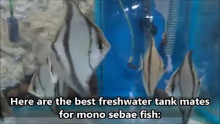 Mono sebae best tank mates  fish you can have with Mono sebae fish fish to keep with mono sebae [upl. by Narba493]