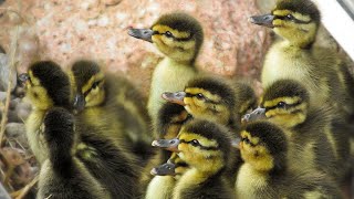 Ducklings Hatched May 15 amp 16 2017 [upl. by Helban]