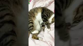 Cat engine 63 shorts cute beautiful cat love [upl. by Eceryt]