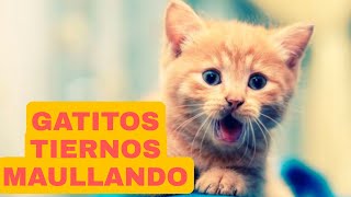 🙉😍➡️Los GATITOS MAS TIERNOS MAULLANDO GATITOS BEBÉS ⬅️🤩 [upl. by Bald971]