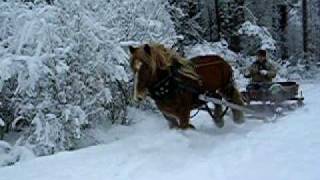 Slädtur i galopp med Ardenner och nordsvenska hästar [upl. by Rairb801]