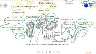 Vaucheria Urdu lecture for BS Botany Zoology Chemistry [upl. by Brooking]