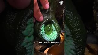 Sea Anemone 🪸 Rare Creature with Bite [upl. by Wardle70]