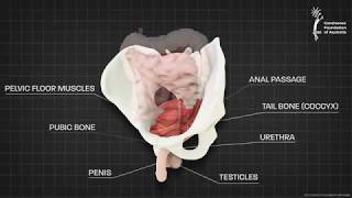 Male pelvic floor muscle  3D animation [upl. by Aiet587]