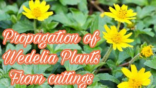 How to grow wedelia plants from cuttings [upl. by Idalia]