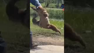 Guy Grabs Sloth Immediately Regrets IT SLOTH ATTACK😂😂 shorts [upl. by Ahseiyk]