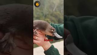 MindBlowing🤯 Facts About the Platypus🐾 Facts YouTubeShorts unique [upl. by Moclam]