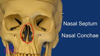 Bone  Skull  Bones of the Nasal Cavity [upl. by Bow221]