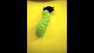 Caterpillar turning into Chrysalis [upl. by Acinoed29]