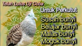 Raja Pikat Perkutut Memancing semua perkutut Untuk Bunyimp3 [upl. by Atsed]