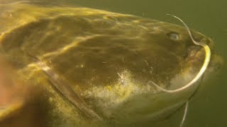 Underwater Catfish footage Fishing on the River Ebro with Rio Ebro Angling  Several Catfish Caught [upl. by Nerha]