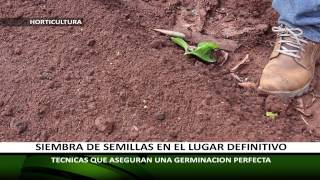 LA MANERA CORRECTA DE SEMBRAR SEMILLAS EN LA HUERTA [upl. by Nedearb]