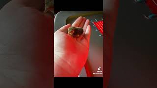 1 day old button quail hatchlings [upl. by Nannoc]