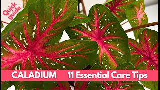 How To Care for Caladium Plants 11 Essential Care Tips  Quick Guide [upl. by Aidaas]