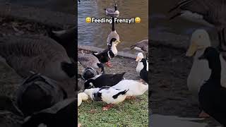 Cute Ducks and Geese Having A Feeding Frenzy duck goose birds [upl. by Joelly]