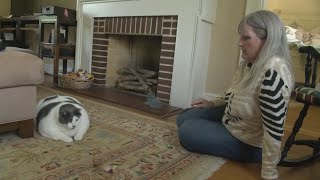 Patches the 40pound cat gets adopted goes on diet [upl. by Lama646]