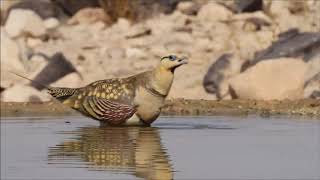 Pin tailed sandgrouse Pterocles alchata קטה חדת זנב [upl. by Yarahs]