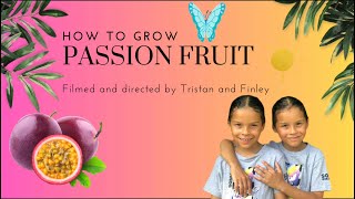 How to Grow Passion Fruit [upl. by Hengel586]