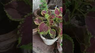 कोलियस सुंदर पत्तियों वाला पौधा🪴😱coleusgardeningplantviralshort gardenlikeshare subscribe😍 [upl. by Troth573]