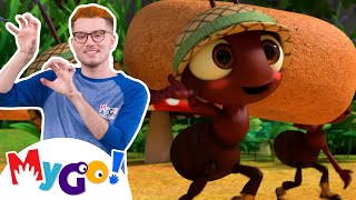 The Ants Go Marching  MORE  CoComelon Nursery Rhymes amp Kids Songs  MyGo Sign Language For Kids [upl. by Yuu]