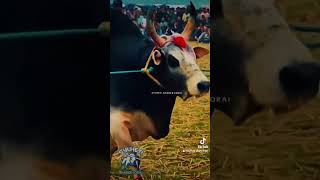 Fighter bulls Sylhet fighterbull cow bull bangladesh ষাঁড় [upl. by Tyson]