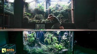 I Connected My Two Giant Rainforest Vivariums Together [upl. by Shoifet]