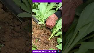 The Process Of Rooting Spinach [upl. by Zoa]