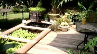 Wooden Above Ground Goldfish Pond with Diamondback Terrapin Guest [upl. by Ritchie193]