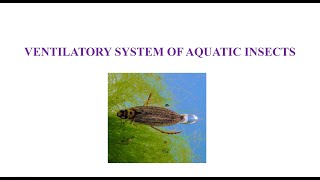 Ventilation in Aquatic Insects [upl. by Cornelius]