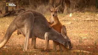 Nat geo Documentary  Kangaroo [upl. by Anilev]