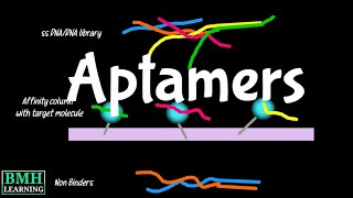 Aptamers  Aptamers amp SELEX Selection [upl. by Krystle875]