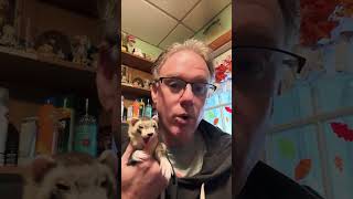 So you want to get a ferret part 15 bonding ferret ferretlove cute [upl. by Norling]