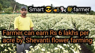 Farmer can earn 6 lakh per acre by shevanti flower farming  floriculture in india  indias farming [upl. by Nnaaras]