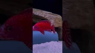 Aulonocara Redfire breeding African Cichlid Fish malawiskn  Falcon Aquarium Services [upl. by Adle]