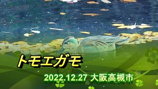 Baikal Teal トモエガモ 2022年12月27日 高槻 [upl. by Us]