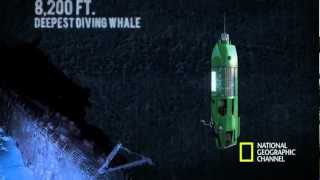 The Life Aquatic with James Cameron  Mariana Trench Dive [upl. by Ardnuassac429]