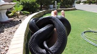 10 YEAR OLD Mexican Black Kingsnake Adult [upl. by Nioe654]